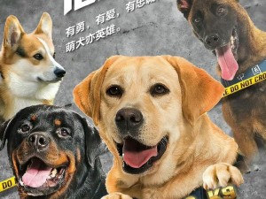 警犬第二部吕总百度网盘;警犬第二部吕总百度网盘资源分享