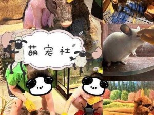 梦幻萌宠宝宝：三步走开启互动世界，乐享育儿之旅新篇章