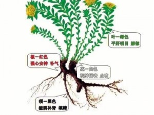 高山地图揭示珍贵人参获取宝地：探寻秘境，揭秘天然滋养之源