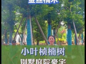 迷你世界探索指南：楠木树苗获取地点与培育方法揭秘