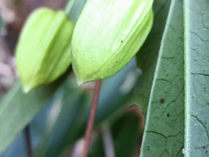 雪里开：药用功效及作用解析，带你了解这种植物的独特价值