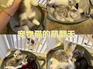 猫屋孵化攻略：深入解析如何孵化猫之城的猫咪成长秘诀