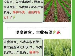 缺氧冰霜小麦：研究其生长特性与实用价值，揭示其在农业领域的潜在应用