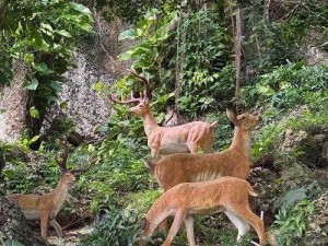 遇见手游鹿灵秘境：高效攻略揭秘如何轻松刷鹿心得攻略技巧分享