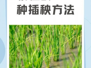 情侣插秧的100种方法 情侣插秧的 100 种方法：在稻田中创造浪漫时光