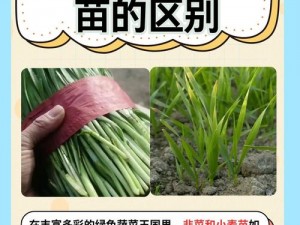 抖音热歌韭菜韭菜韭菜韭菜揭秘：探秘其背后的旋律与故事