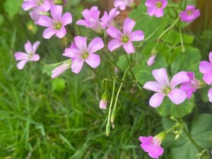 日本野花视频(日本野花视频：神秘的自然之美)