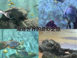 海底进化世界的奇幻之旅：探索神秘深海生物进化之旅的无限魅力与乐趣揭秘