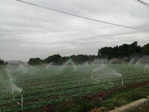 以奶块为核心的百香果种植技巧：水缸置地中心，科学灌溉助力丰收