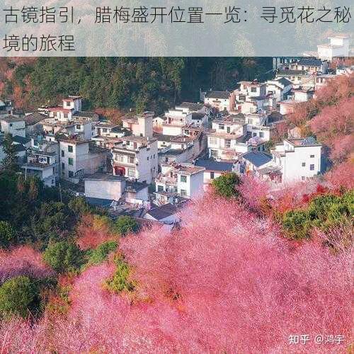 古镜指引，腊梅盛开位置一览：寻觅花之秘境的旅程