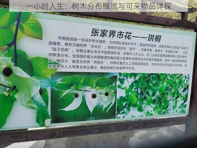 一小时人生：树木分布概览与可采物品详探