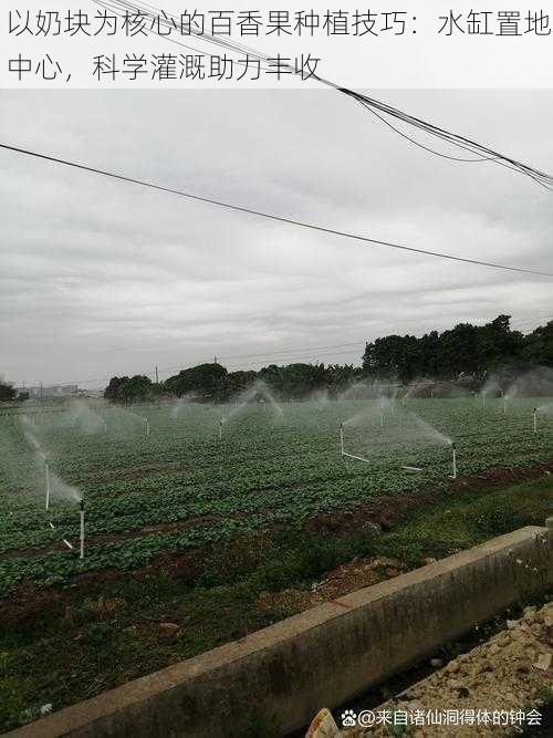 以奶块为核心的百香果种植技巧：水缸置地中心，科学灌溉助力丰收