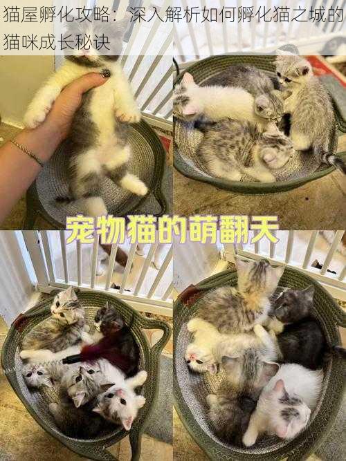 猫屋孵化攻略：深入解析如何孵化猫之城的猫咪成长秘诀