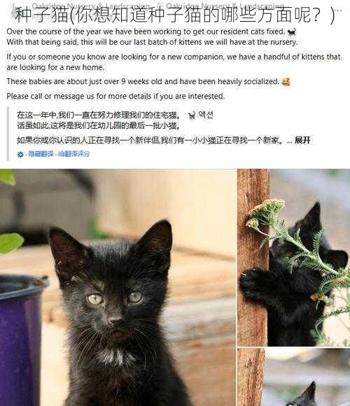 种子猫(你想知道种子猫的哪些方面呢？)