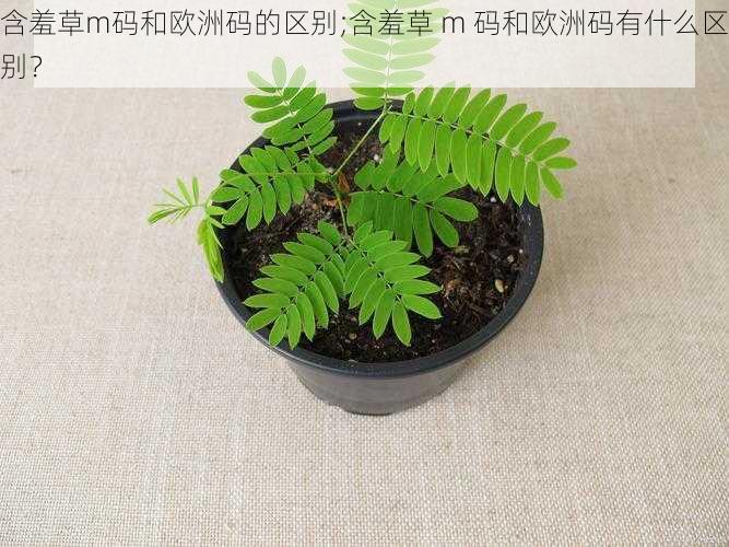 含羞草m码和欧洲码的区别;含羞草 m 码和欧洲码有什么区别？