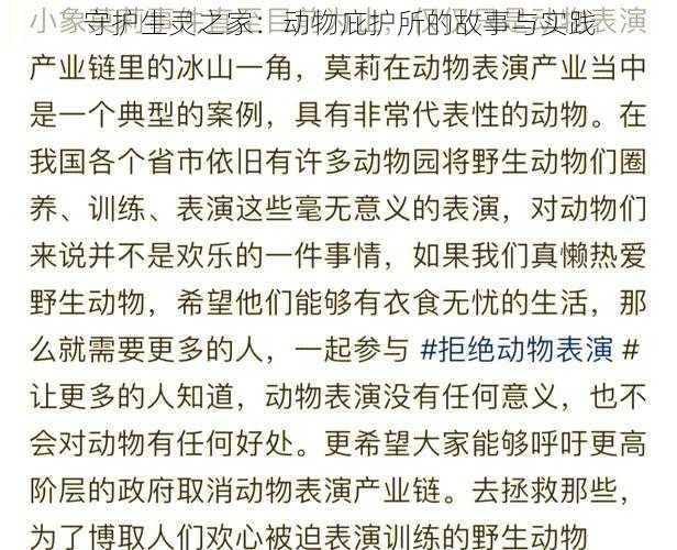 守护生灵之家：动物庇护所的故事与实践