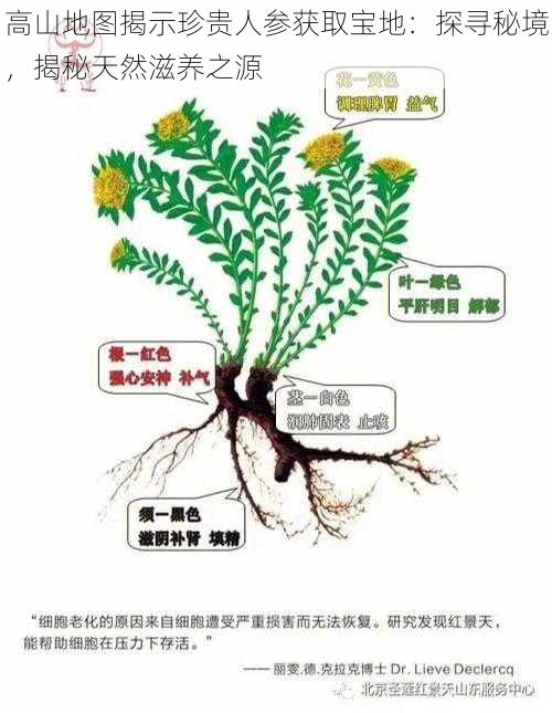 高山地图揭示珍贵人参获取宝地：探寻秘境，揭秘天然滋养之源