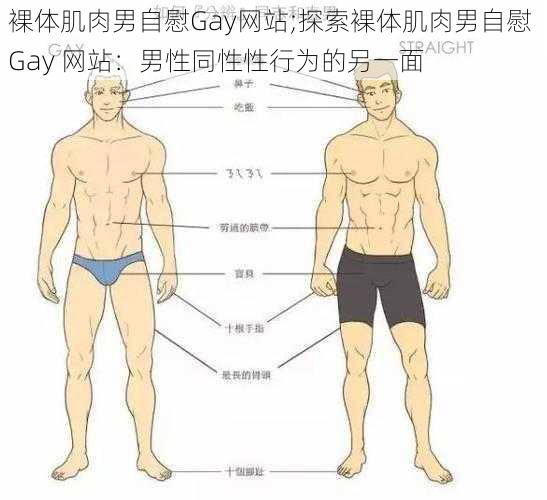 裸体肌肉男自慰Gay网站;探索裸体肌肉男自慰 Gay 网站：男性同性性行为的另一面