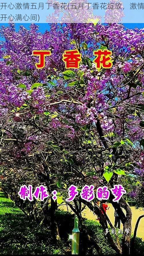 开心激情五月丁香花(五月丁香花绽放，激情开心满心间)