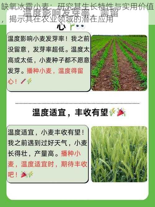 缺氧冰霜小麦：研究其生长特性与实用价值，揭示其在农业领域的潜在应用