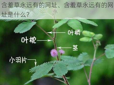 含羞草永远有的网址、含羞草永远有的网址是什么？